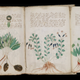 The Vonyich manuscript (Image: Beinecke Rare Book & Manuscript Library, Yale University)